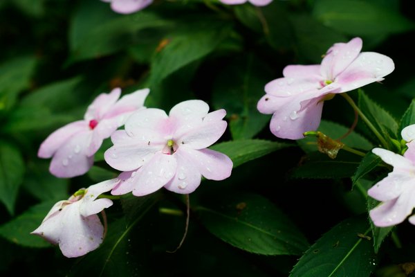 Top 5 violons 4/4 recommandés pour les débutants passionnés