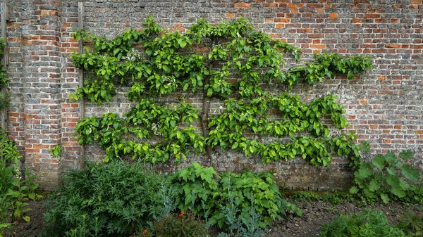 Comment intégrer des arbres fruitiers en espalier dans la conception d'un petit jardin ?