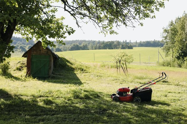 Quelle variété de gazon choisir pour un terrain de football amateur en zone tempérée ?